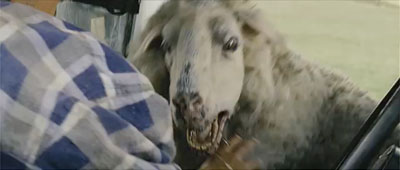 Black Sheep