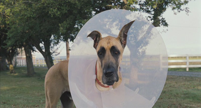 Marmaduke